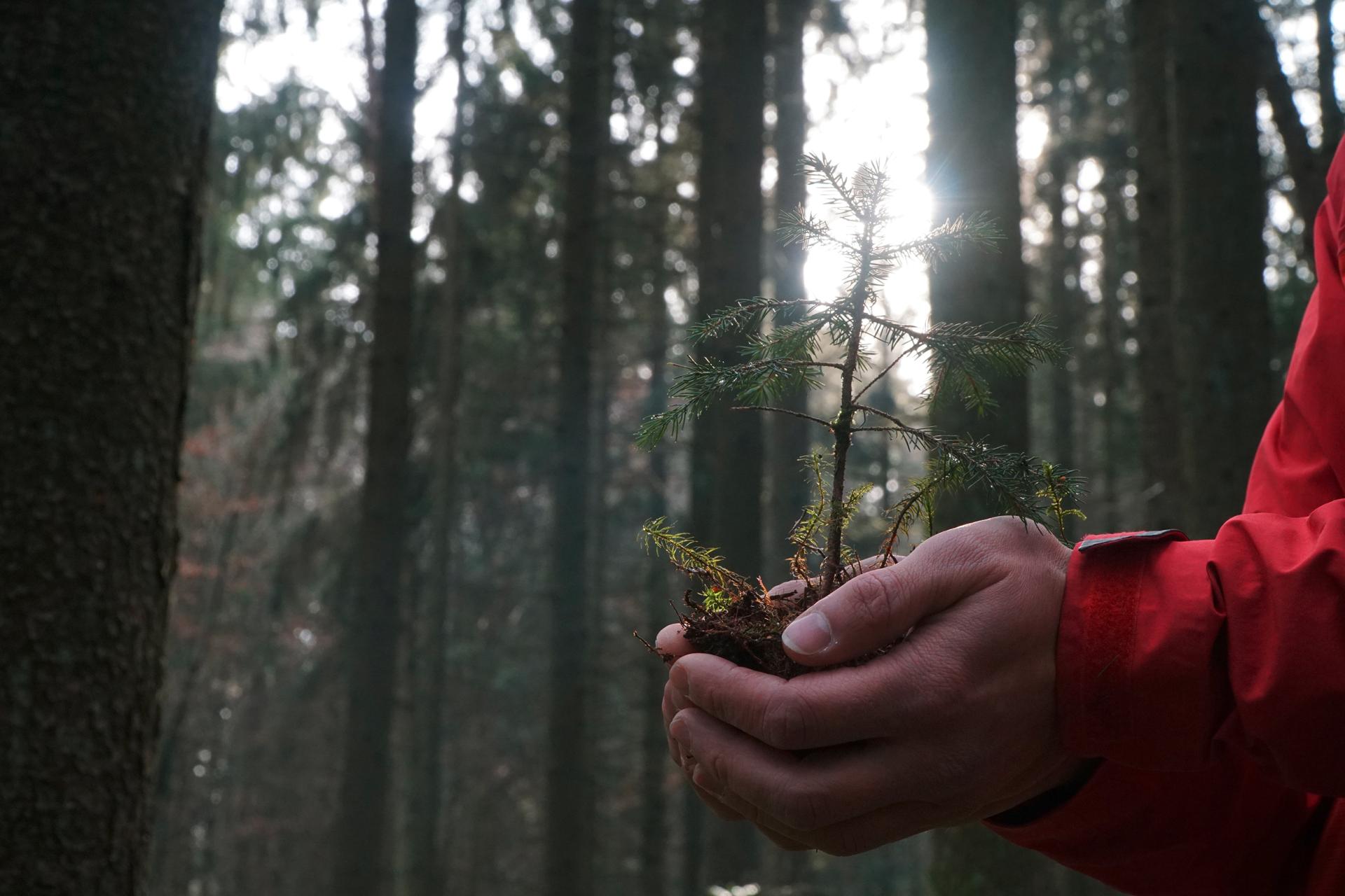 Delicate hands holding a small conifer seedling in the forest. Sunlight shines through the trees. A symbol of nature conservation and replanting.